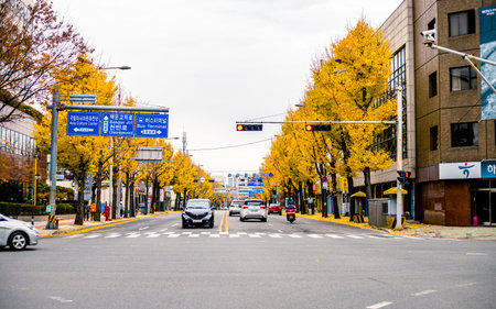 Ginkgo trees along the road in autumn, Gwangju, South Koreaのeditorial素材