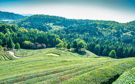 Tbeautiful view of Tea Plantation in boseong, South Korea.  Tea Plantation is a popular tourist attraction in Boseongの写真素材