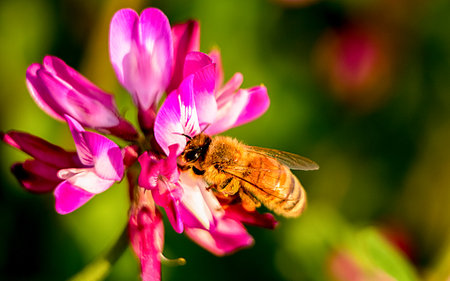 Bee collecting pollen from a pink flower. Macro shot of a bee collecting pollen on a pink flower.の写真素材