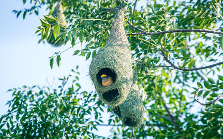 Weavers Bird making nest on tree in Kathmandu, Nepal.