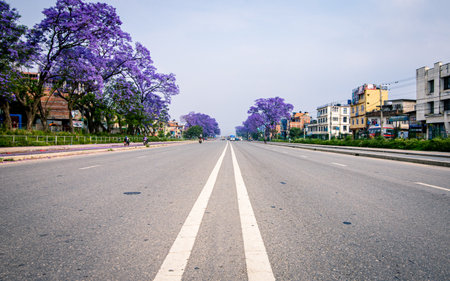Road in the city with purple jacaranda flowers in kathmandu, Nepal.