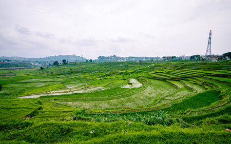 Rice fields on terraced of kathmandu, Nepal.