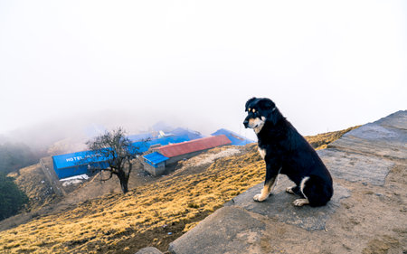 Dog on the top of the mountain in the foggy morning.の写真素材