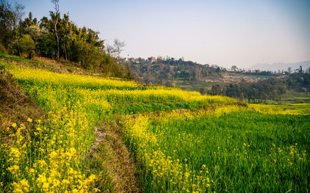 Rape blossoms and mountains in the background at kathmandu, Nepal.の写真素材