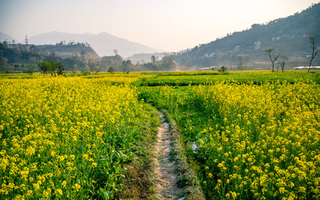 Rape blossoms in the fields of kathmandu, Nepal.