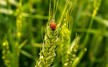 Ladybug on a green wheat in the field. Natural background.の写真素材