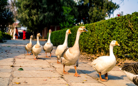 Geese walk on the street in the park. Selective focus.