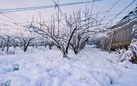 Winter landscape with snow covered trees  in the countryside, south korea.の写真素材