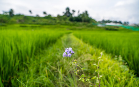 landscape view of greenery Rice field in kathmandu, Nepal.の写真素材