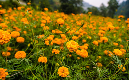 Marigold flower in the garden, kathmandu, Nepal.の写真素材