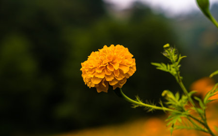 Marigold flower in the garden, kathmandu, Nepal.の写真素材