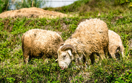 Sheep grazing in a meadow in the countryside, Nepal.の写真素材