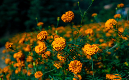 Marigold flowers in the garden, Thailand. (Tagetes erecta L.)の写真素材