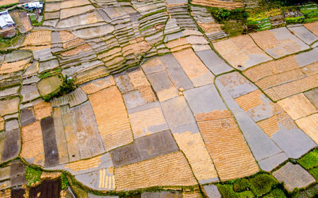 Aerial view of terraced rice fields in Nepal