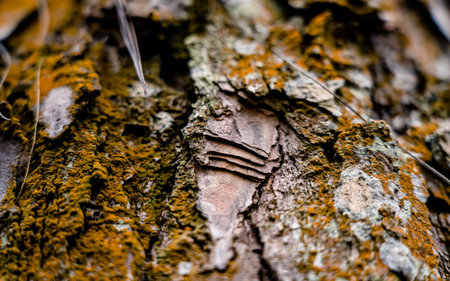 Bark of an old tree in the forest. Macro photography.