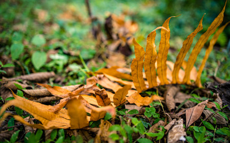 Fallen leaves on the ground in the forest. Autumn background.