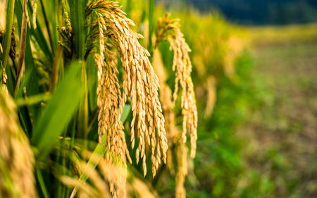 Close up of rice ears in the rice field. Selective focus.