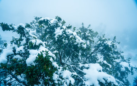 Snow covered trees in the park, Chandragiri, Nepal.の写真素材