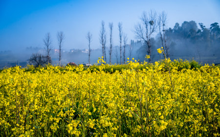 landscape view of blossom mustard farmland in Kathmandu, Nepal.の写真素材