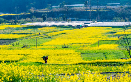 landscape view of blossom mustard farmland in Nepal.の写真素材