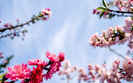 cherry blossom with blue sky in the background, nature series