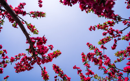 Beautiful blooming tree in spring time with blue sky background.の写真素材