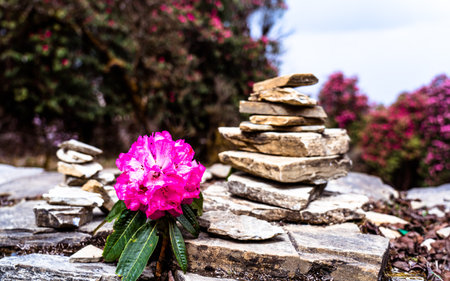 Rhododendron blossom in the spring in Poonhill, Nepal.の写真素材