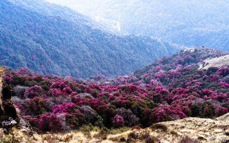 Rhododendron blossom in the spring in Poonhill, Nepal.の写真素材