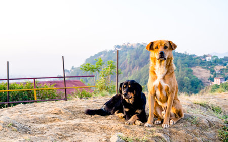 Two dogs on the hill. Shallow depth of field (DOF)の写真素材