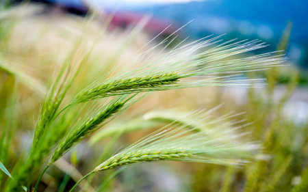 Close up of green ears of wheat growing on the field in summer