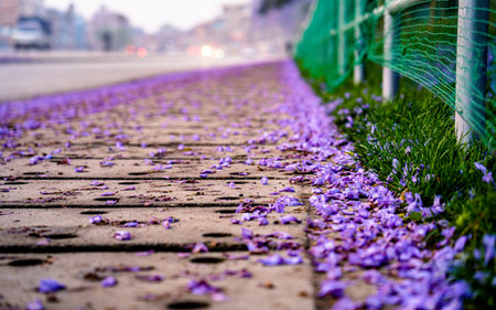 Crocuses on the sidewalk in the city. Selective focus.