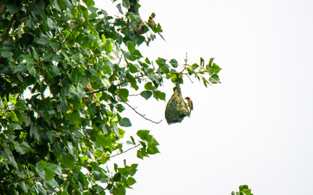 Babbler's ivy hanging on a tree in nature.の写真素材
