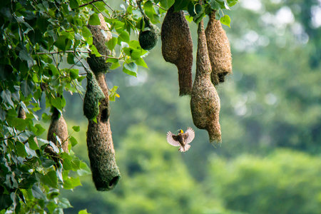 bird nest on tree, bird nest on tree, bird nest on tree