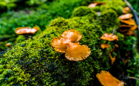 Mushrooms growing on moss in the forest, close-upの写真素材