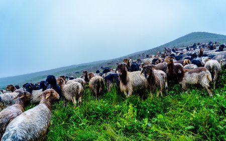 Herd of sheep grazing on a green meadow in the Kori mountains, Nepal.の写真素材