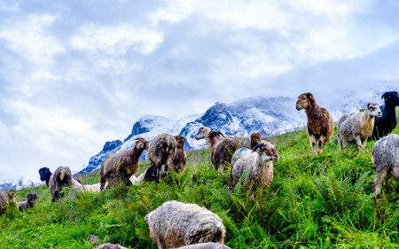 Herd of sheep grazing on a green meadow in the Kori mountains, Nepal.の写真素材