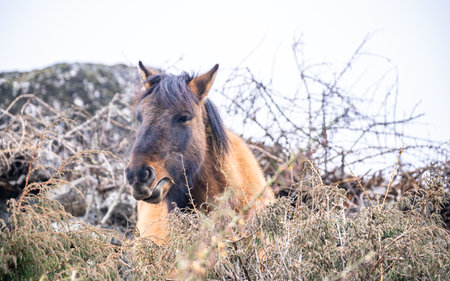 Icelandic wild horse on the top of a hill in winterの写真素材