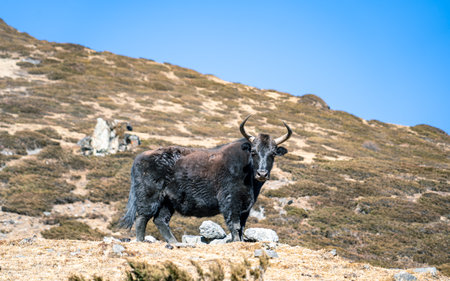 Black yak in the mountains  in Annapurna Circuit, Nepal.