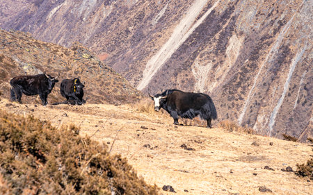 Black yak in Himalaya mountains, Annapurna Conservation Area, Nepalの写真素材