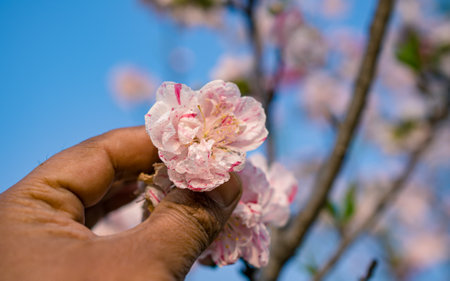 Pink cherry blossom in hand, spring time, selective focus.の写真素材