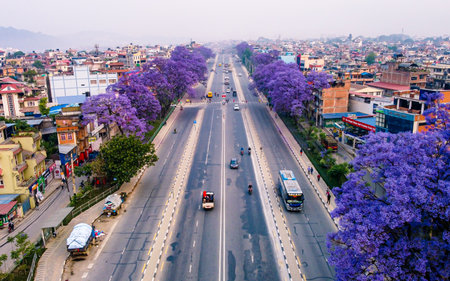 Aerial view of blossom Jacaranda flower   in Kathmandu, Nepal