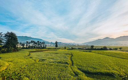 Rice field in the morning at Kathmandu, Nepal.の写真素材