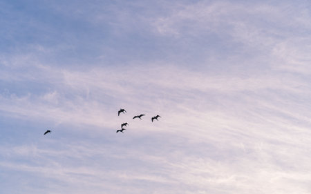 Flock of cormorants flying in the blue sky.の写真素材
