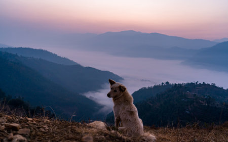 White dog sitting on top of mountain and looking at misty morning fog in Taruka hill, Nepal.の写真素材