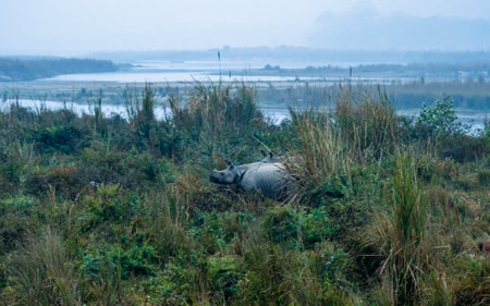 Rhinoceros in the grassland of the chitwan, Nepal.の写真素材