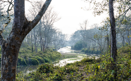 landscape with river and trees in the morning, in Nepal.