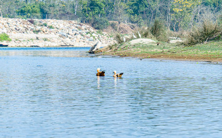 Ducks swimming in the river. Birds in the natural environment.