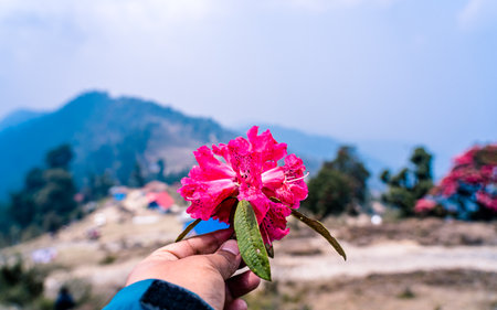 Pink rhododendron flowers in the mountains, Nepal.の写真素材