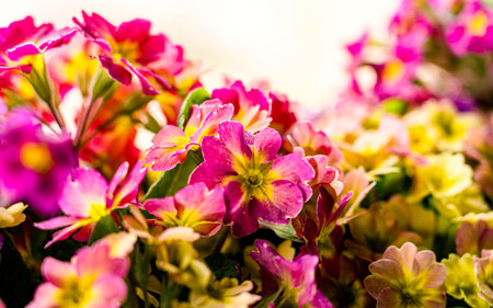 Colorful primroses in the garden. Spring flowers background. at Panchthar, Nepal.
