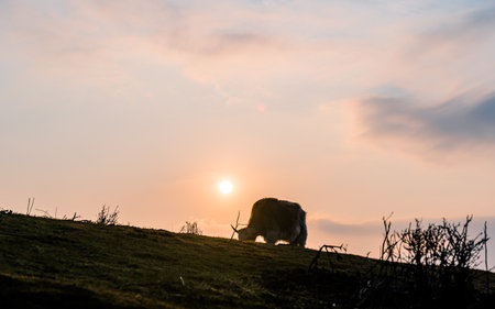 Silhouette of a yak in the grassland at sunset.の写真素材